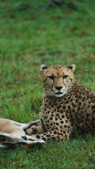 9D8N • Amboseli + Tanzania