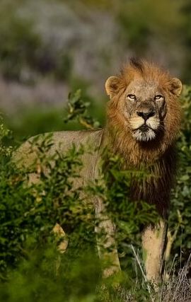 3D2N • Kruger National Park. 3 Days Best Ever Safari from Cape Town