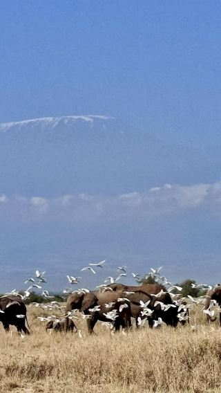 9D8N • Amboseli + Tanzania