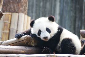 8D7N · Group Tours · Sichuan+Chongqing Twin Cities Experience,Jiuzhaigou+Huanglong National Scenic Area+Hongya Cave+Ciqikou,See Giant Pandas, Stay in 5-Diamond Hotel, 1 Day Free at Leisure · Designed for international travelers, this tour features no shopping stops, accommodation in five-star international brand hotels,and a special one-day city tour in downtown Chengdu.