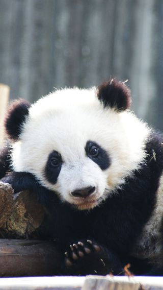 8D7N • Christmas Special · Chengdu + Chongqing + Jiuzhaigou + Huanglong: 5-diamond hotels & optional Jiuzhaigou VIP sightseeing bus, 1st-class rail and hotel upgrades