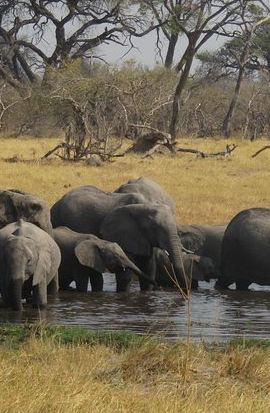 4D3N • 4-Day Chobe & Savuti Wildlife Safari in Botswana