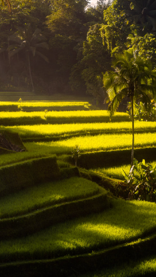 2D1N • Indonesia + Bali + Ubud