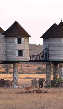2D1N • Overnight Safari To Saltlick Lodge from Mombasa