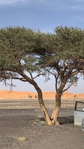 2D1N • 2 Days Private Tour from Errachidia to Merzouga Desert