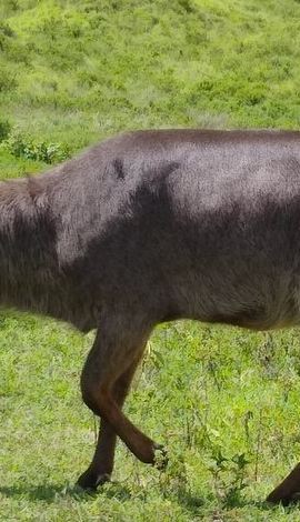 2D1N • 2 Day Safari Tarangire and Ngorongoro Crater