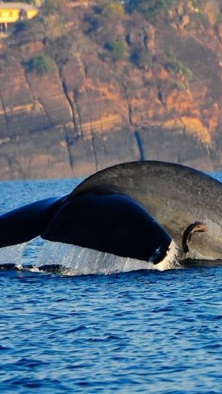 3D2N • Colombo: 3-Day Trincomalee Beach & Whale Watching Tour