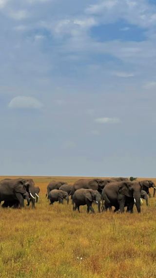 3D2N • Maasai Mara National Reserve