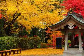 7D6N · Private Tours · Autumn Northeast Japan Experience Tour: Aomori & Yamagata, Nebuta House, Hirosaki Castle Park, Takayama Inari Shrine, Oirase Stream, Lake Towada, Lake Tazawa, Chuson-ji Temple, Geibikei Gorge · Autumn Northeast Japan Experience Tour: Aomori & Yamagata, Nebuta House, Hirosaki Castle Park, Takayama Inari Shrine, Oirase Stream, Lake Towada, Lake Tazawa, Chuson-ji Temple, Geibikei Gorge