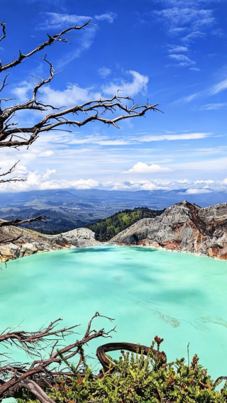 2D1N • Customize your trip: De Djawatan Forest + Baluran National Park + Mount Ijen to chase the legendary blue fire