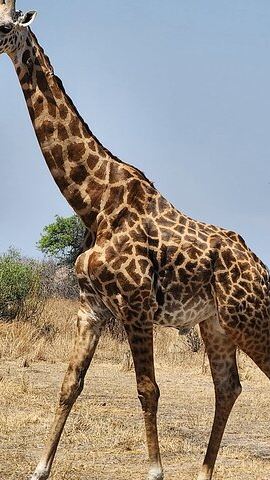 3D2N • Safari 3days From Zanzibar To Mikumi National Park by ferry