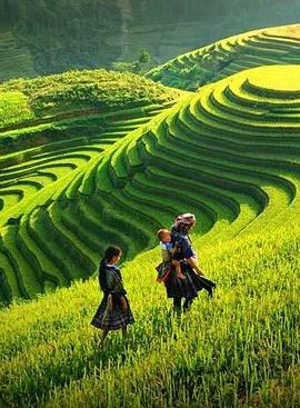 2D1N • Sapa 2 Days Trek with 1 Night Homestay