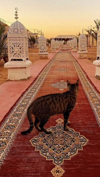 2D • Fez, Morocco