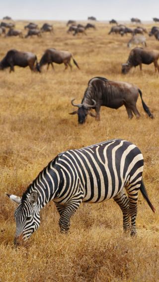 9 วัน 8 คืน • เซเรงเกติ + เกาะแซนซิบาร์ + Ngorongoro + อุทยานแห่งชาติทารังกิเร + อุทยานแห่งชาติทะเลสาบมันยารา