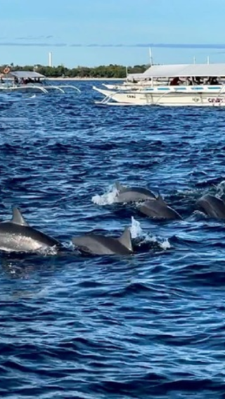 5D4N • Bohol Dolphin Watching + Balicasag Island Sea Turtle Snorkeling + Virgin Island + Chocolate Hills + Tarsier Viewing + Bamboo Raft Lunch