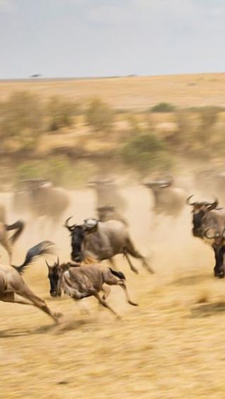 5D4N • Private group tour for 2 people: Maasai Mara National Reserve, Lake Naivasha, and Lake Nakuru, Kenya
