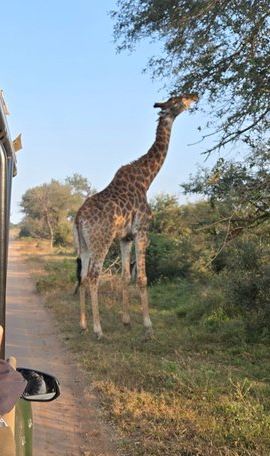 3D2N • Kruger Park 3 Day Safari from Maputo (Open-backed Safari Vehicle)