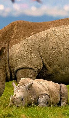 3D2N • 3 Days Birdwatching Safari in Nairobi