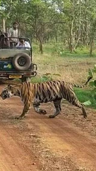 2D1N • 2-Day Wildlife Safari and Tour of Jim Corbett National Park