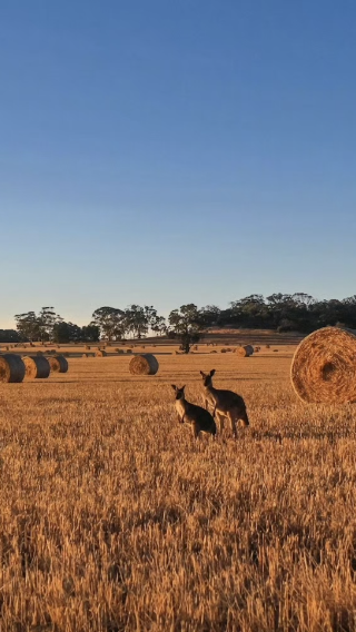 2D1N • Australia Adelaide City + Glenelg Beach + Kangaroo Island