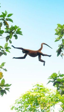 3D2N • 3 day / 2 night tour in Tortuguero