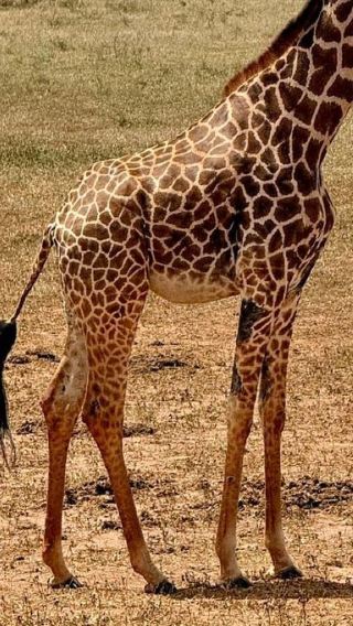 2D1N • Nairobi/Mombasa/Diani: 2 Days to Tsavo East & Tsavo West