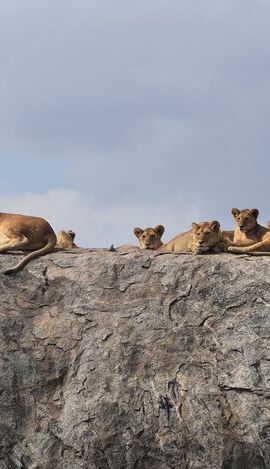 5D4N • 5 Days Safari Lodges & Culture