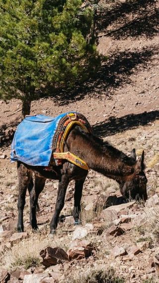 2D1N • Marrakech: 2-Day Atlas Mountains Trek with Village Stay