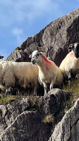 6D5N • 6-Day Small Group Full Package Southern Ireland Tour from Dublin