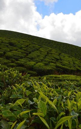 4D3N • 4 Days - Munnar, Alleppey Houseboat & Kochi sightseeing
