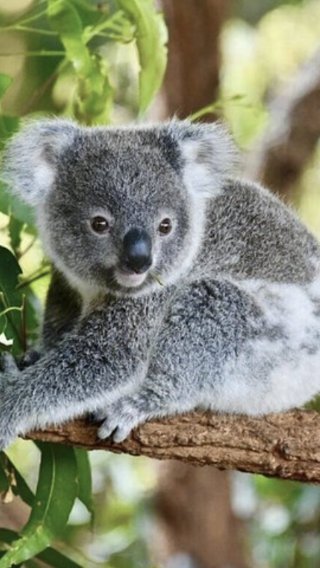 4D3N • Australia Brisbane + Gold Coast | Moreton Island + Glow Worm Night Tour + Aquaduck Safari + Currumbin Wildlife Sanctuary or Tropical Fruit World + Point Danger + Itinerary does not include hotel