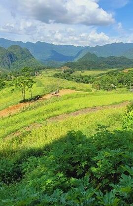 4D3N • Explore Rice Terrace Pu Luong Ninh Binh Ha Long 4 Days 3 Night