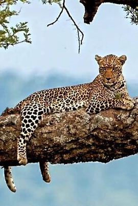 3D2N • 3 Days Private Maasai Mara Safari