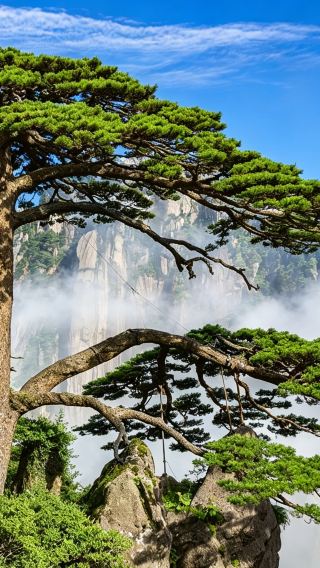 6天5晚 • 全景黃山深度遊｜黃山風景區＋婺源篁嶺＋宏村＋西遞＋徽州古城