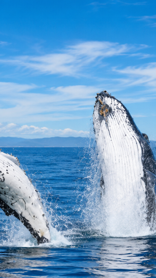 11D10N • New Zealand North & South Island : Auckland & Queenstown City Tour & Hobbiton & Waitomo Glowworm Caves & Whale Watching & Wānaka Tree