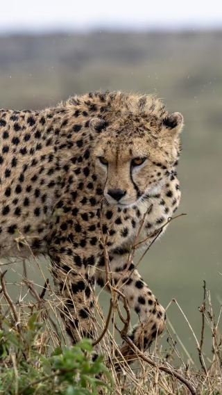 10 วัน 9 คืน • เซเรงเกติ + เกาะแซนซิบาร์ + ปล่องภูเขาไฟโงรงโกโร + Tarangire National Park + Lake Manyara National Park