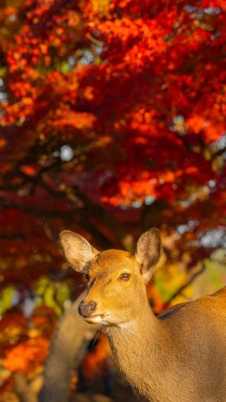 11D10N • Japan - Osaka - Kyoto - Nara - Tokyo - Mount Fuji - 11-day 10-night small group tour