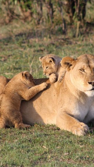 5D4N • Serengeti + Ngorongoro + Tarangire National Park + Lake Manyara National Park