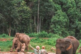 4D3N · Group Tours · Northern Thailand Chiang Mai & Chiang Rai 4-Day 3-Night Small Group Tour  · Uncover the hidden beauty of northern Thailand and Chiang Rai.