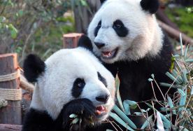 8D7N · Group Tours · Sichuan Panorama Tour,Chengdu+Chengdu Research Base of Giant Panda Breeding+Jiuzhaigou+Sanxingdui Museum+Leshan+Mount Emei,Stay in 5-Diamond Hotels,No shopping& Small Group of 10 · (Group for international travelers) No shopping. Explore the natural beauty of the Wetland Park and visit cute pandas.. Experience a high-quality private group tour.