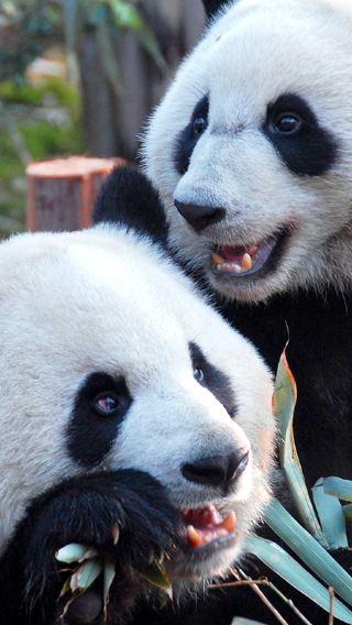 6D5N • Autumn & winter special: Chengdu Research Base of Giant Panda Breeding + Jiuzhaigou + Huanglong + Sanxingdui + Dujiangyan - Free panda doll
