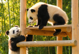 12D11N · Group Tours · Discover Mystical China: Kung Fu Pandas & Scenic Wonders · Discover China's legendary landscapes on this 12-day journey. From sacred temples to cinematic views, this trip blends soul, spice, and scenery into one unforgettable adventure.