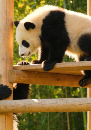 12D11N • Discover Mystical China: Kung Fu Pandas & Scenic Wonders