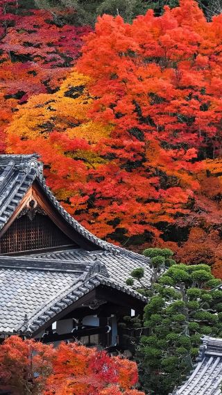 7天6晚 • 日本神戶+京都+奈良市+大阪