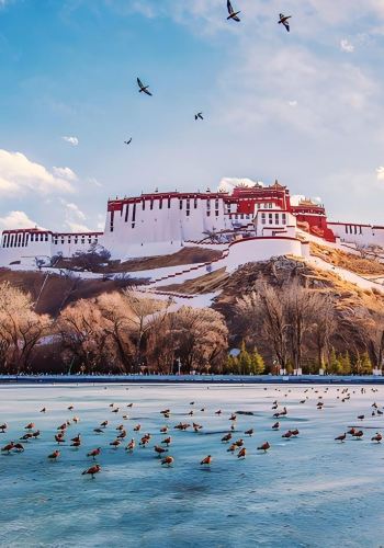 4D3N • TibetLhasa + Potala Palace + Jokhang Temple + Sera Monastery + Drepung Monastery