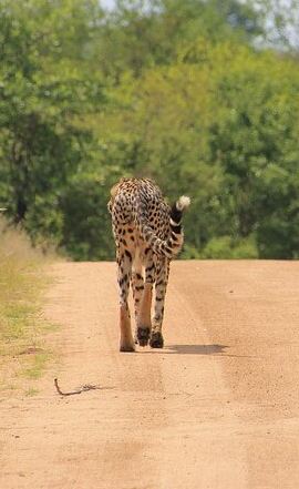 2D1N • 2 Days Private Safari in Tsavo from Diani Beach with Pick Up