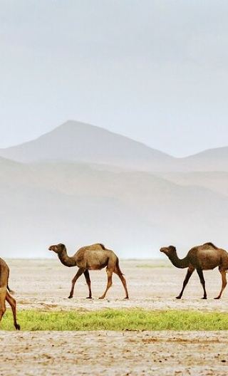 2D1N • 2 Days tour from Marrakech to Merzouga Sahara Desert