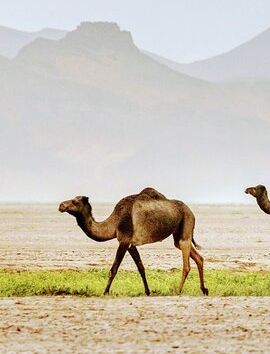 2D1N • 2 Days tour from Marrakech to Merzouga Sahara Desert