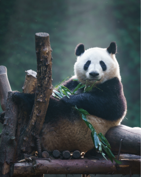 Chengdu