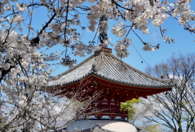 7D6N · Group Tours · Japan + Kyoto + Osaka + Kobe + Tokyo + Mount Fuji  · "Limited-time offer | Consult the customer service and enjoy a 2% discount immediately"Osaka to Tokyo: Kiyomizu-dera, Nara deer, Mt.Fuji springs & lake, free Tokyo day.
